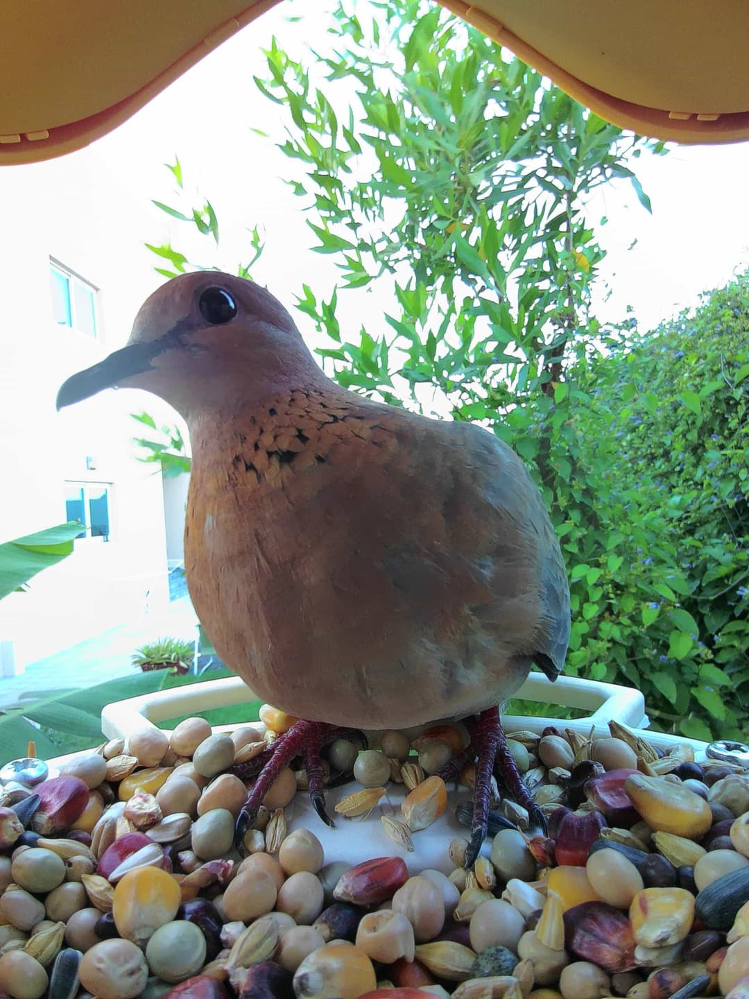 Laughing Dove