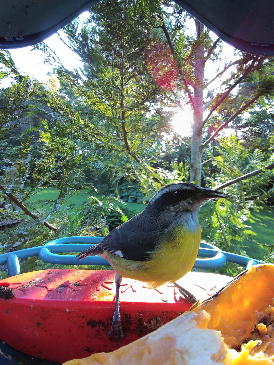 Bananaquit