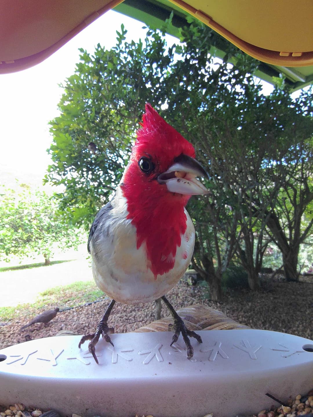 Red-Headed Cardinal