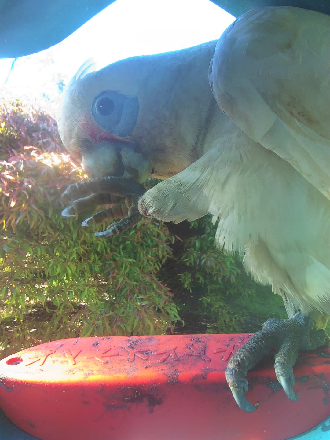 Long-Billed Corella