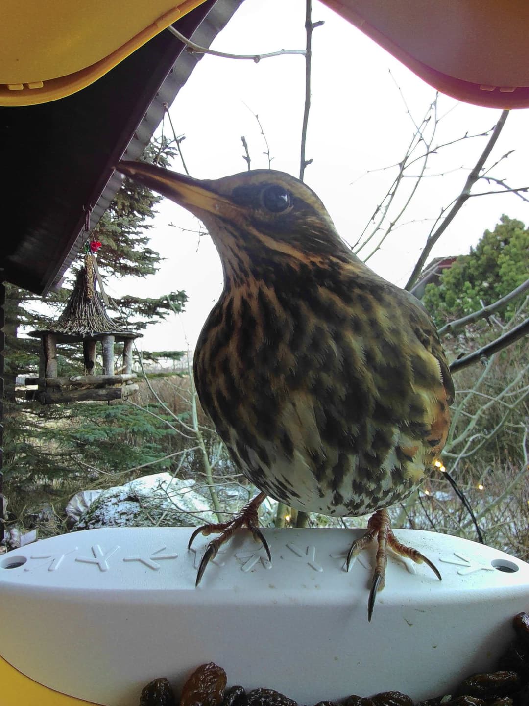 Redwing