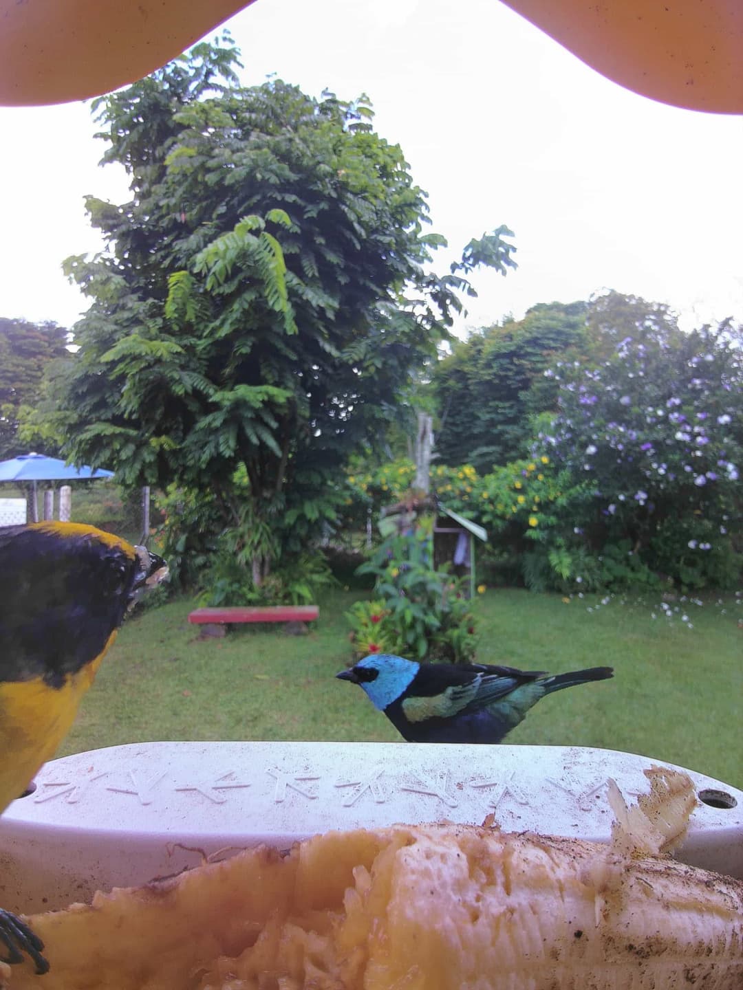 Blue-Necked Tanager