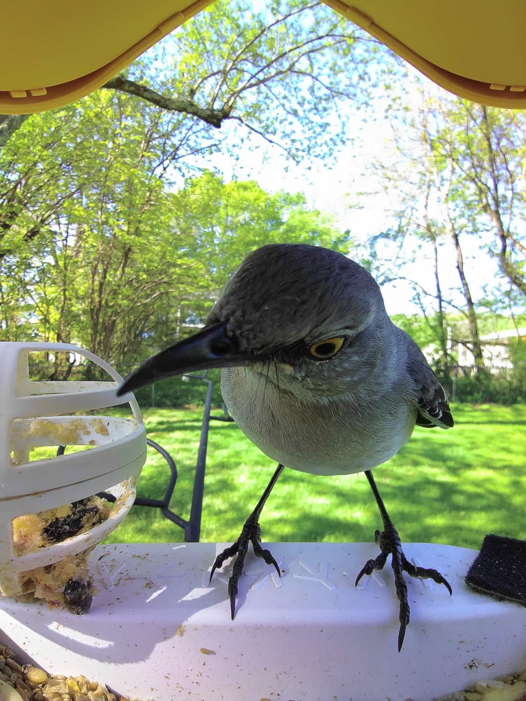 Northern mockingbird