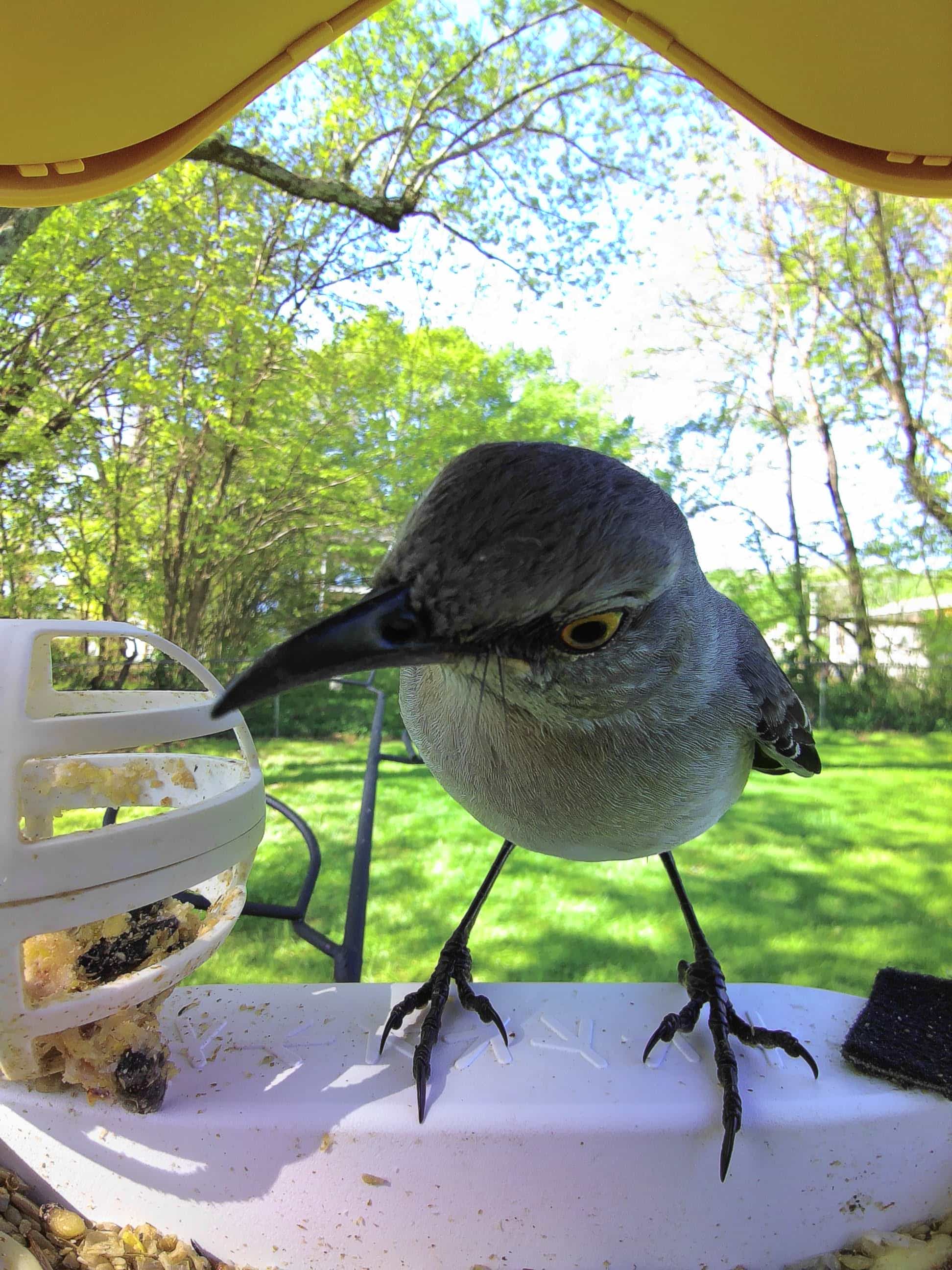 Red Wing on a feeder