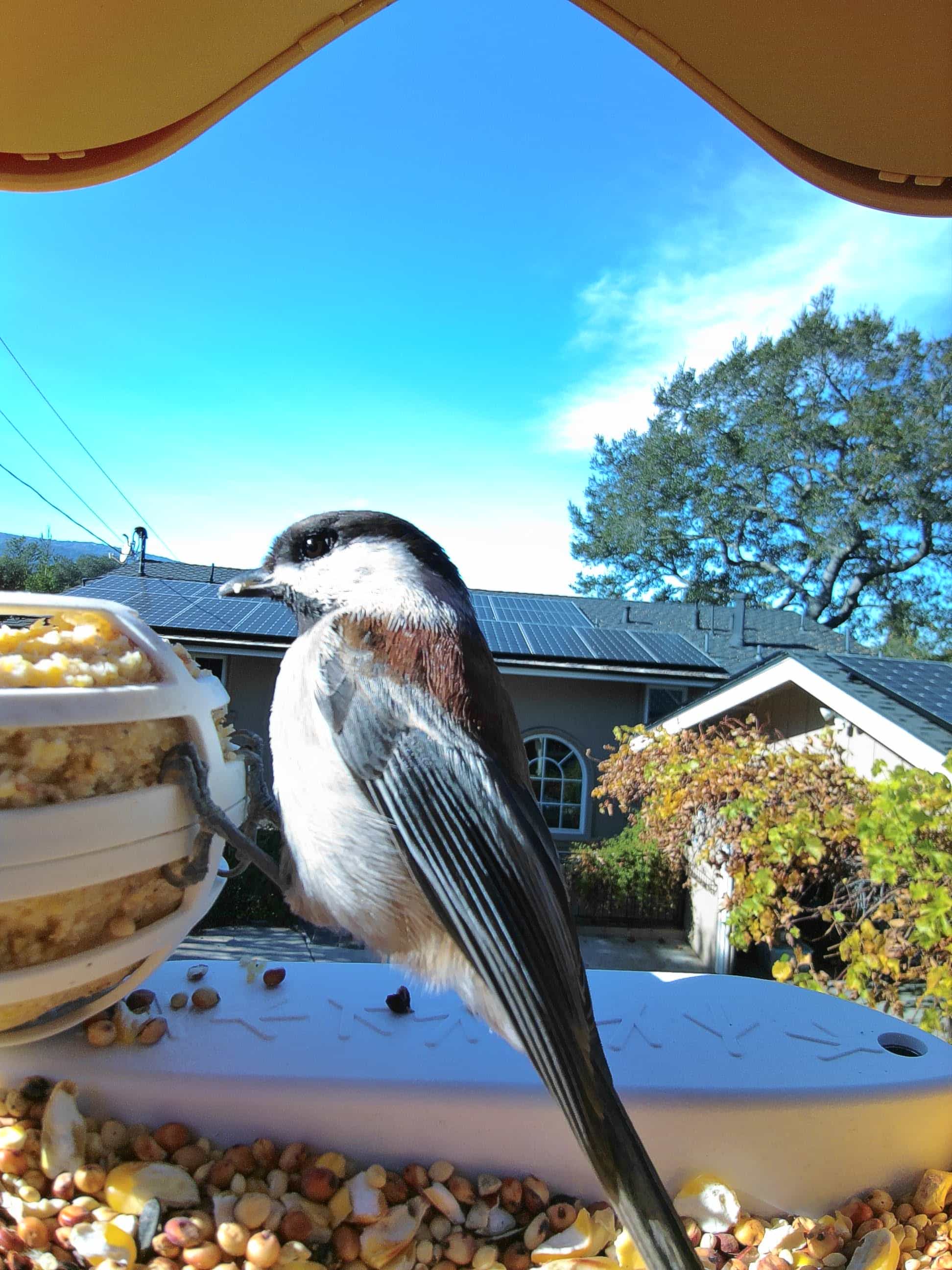 Salem on a feeder