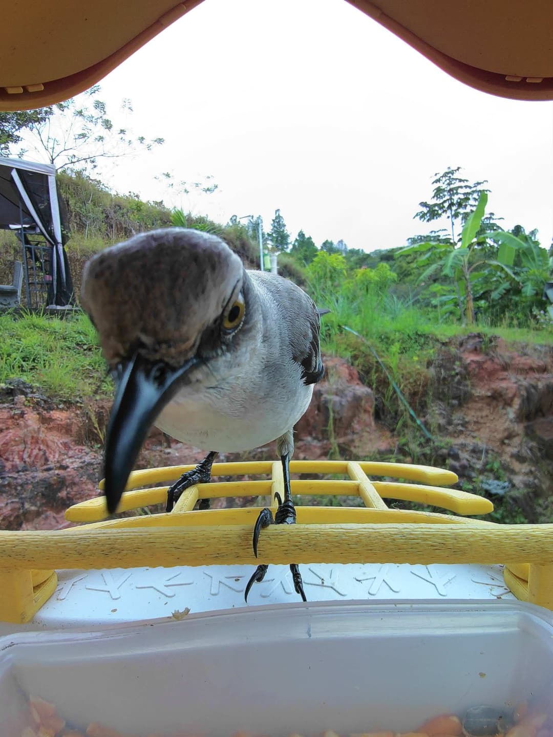 Tropical Mockingbird