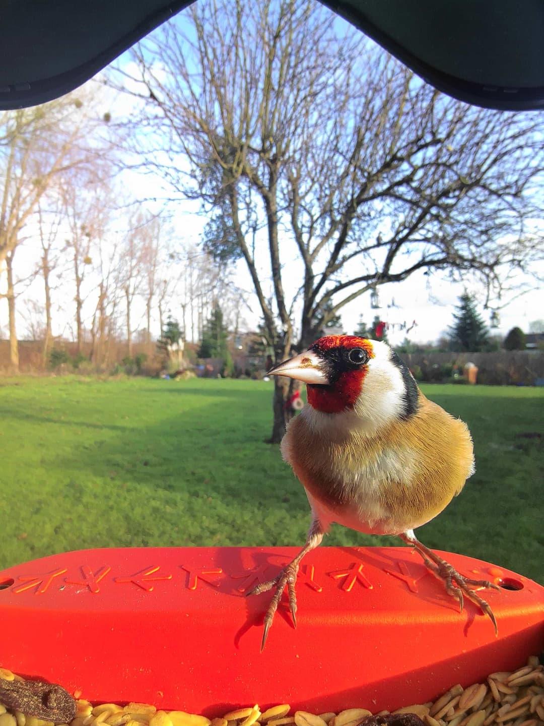 European Goldfinch