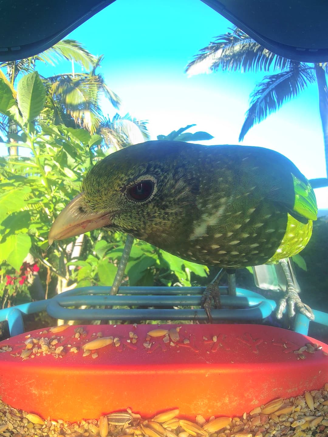 Satin Bowerbird