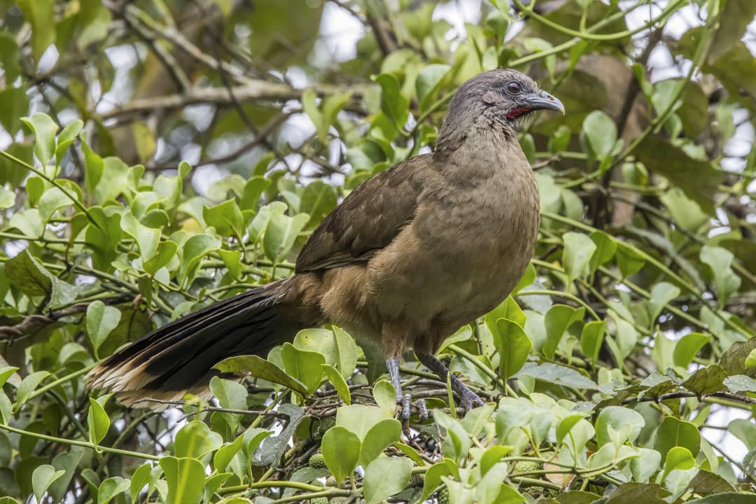 Plain Chachalaca