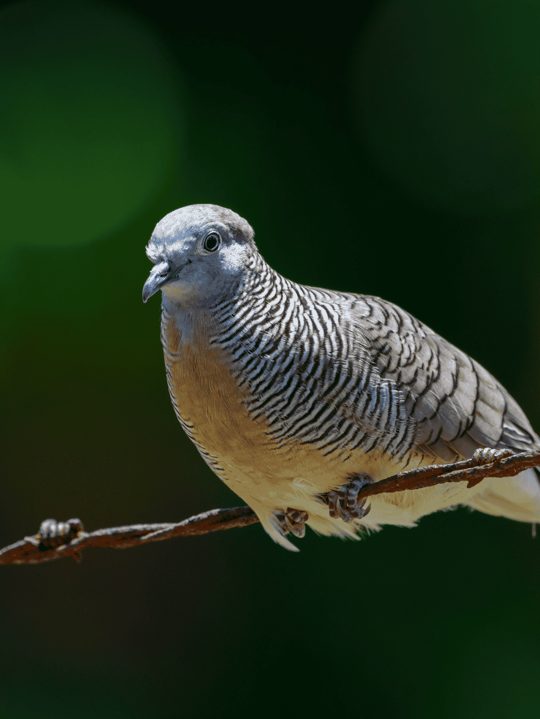 Peaceful Dove