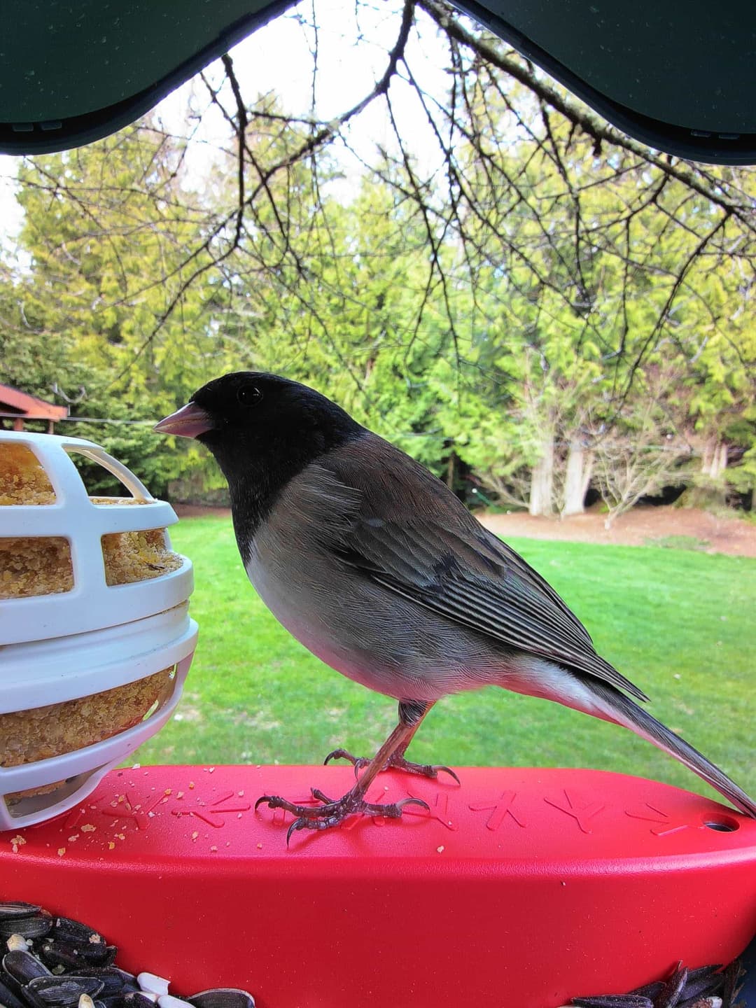 Dark-Eyed Junco