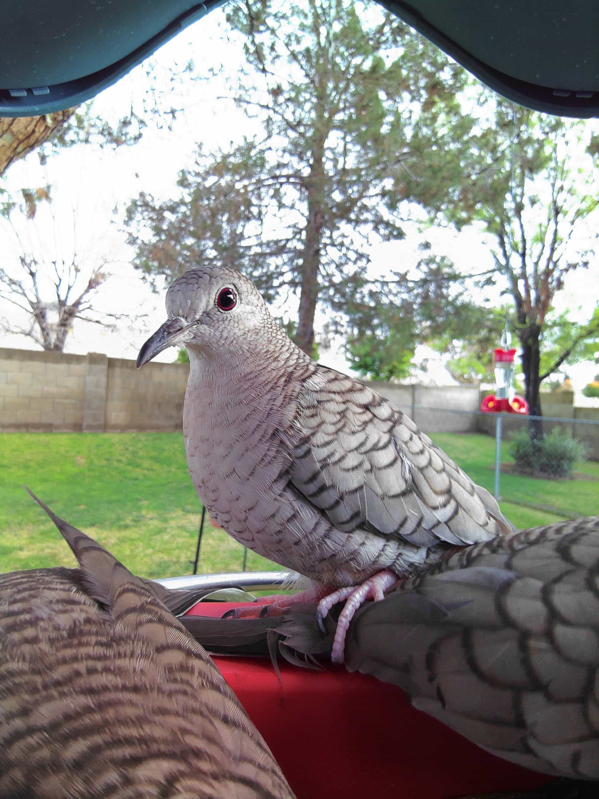 South Pasadena on a feeder