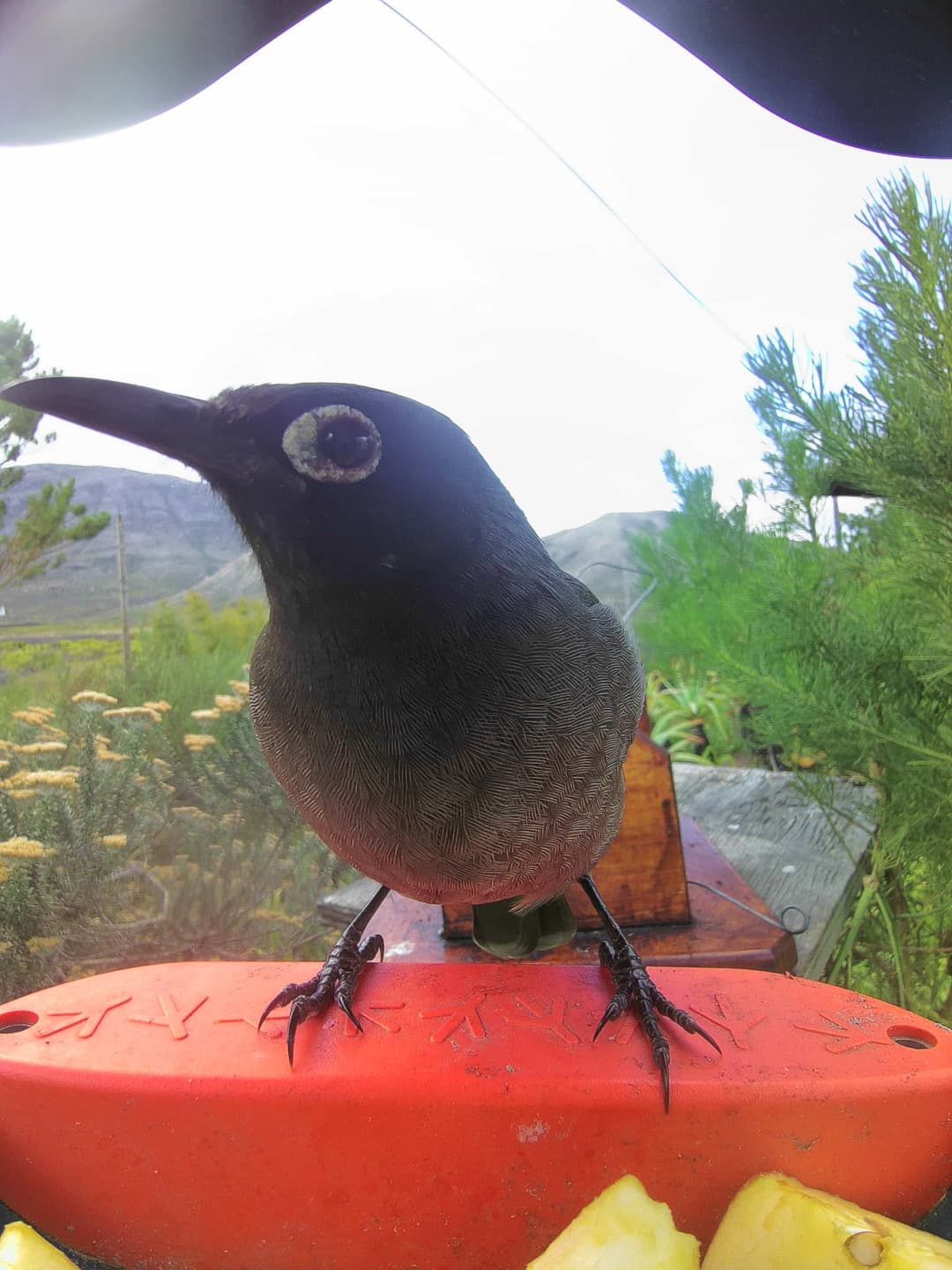 Cape Bulbul