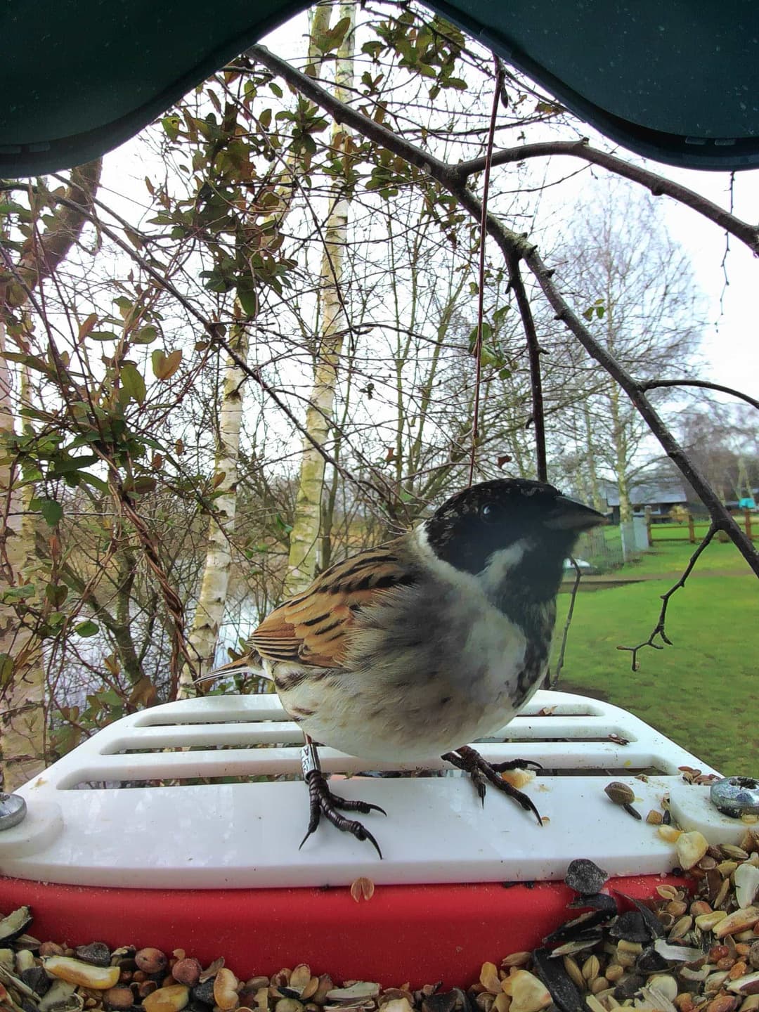 Common Reed Bunting