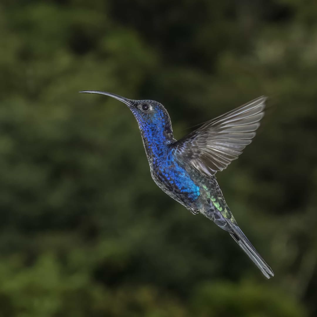 Violet Sabrewing