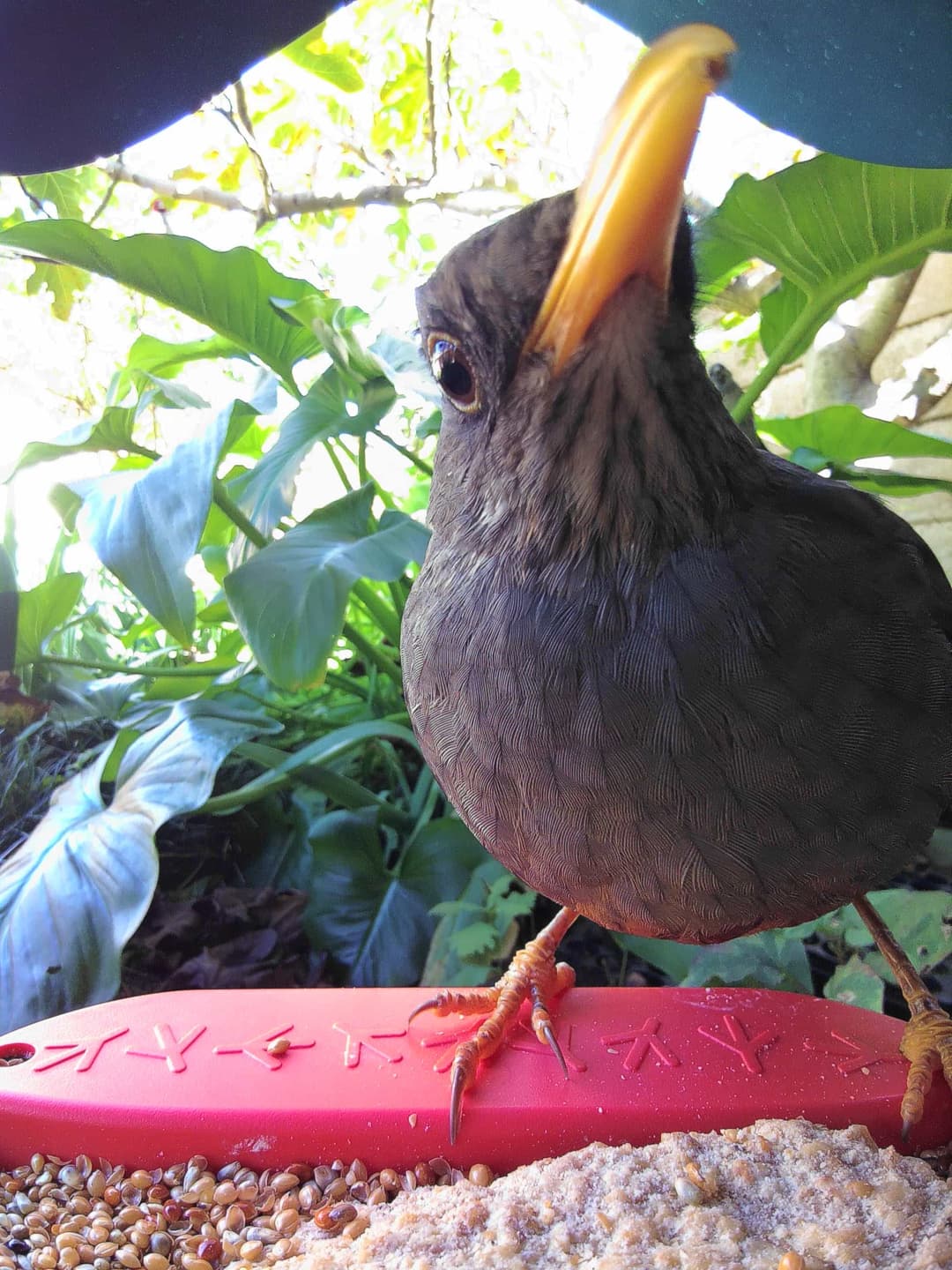 Thrush
