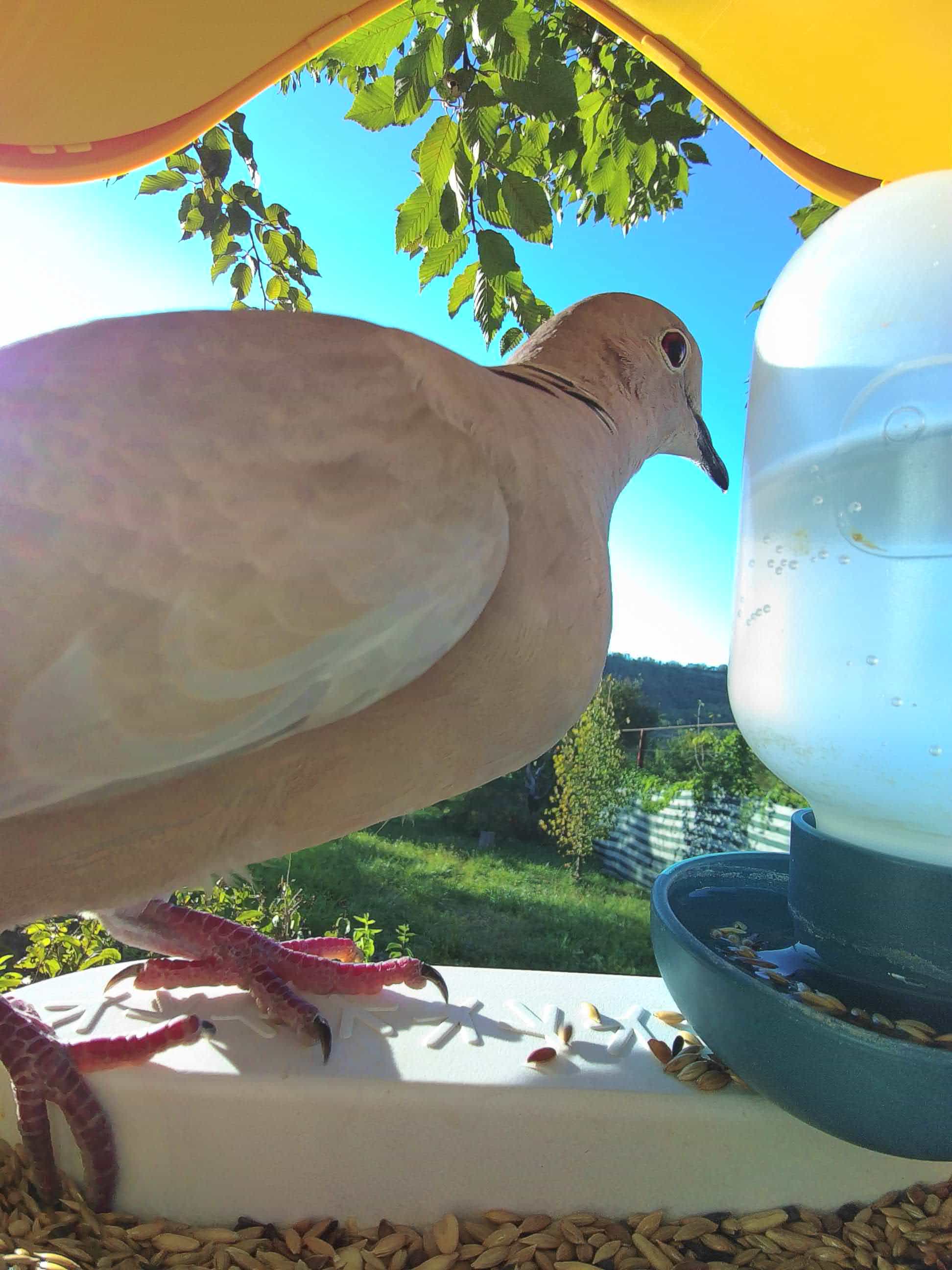 Red Wing on a feeder