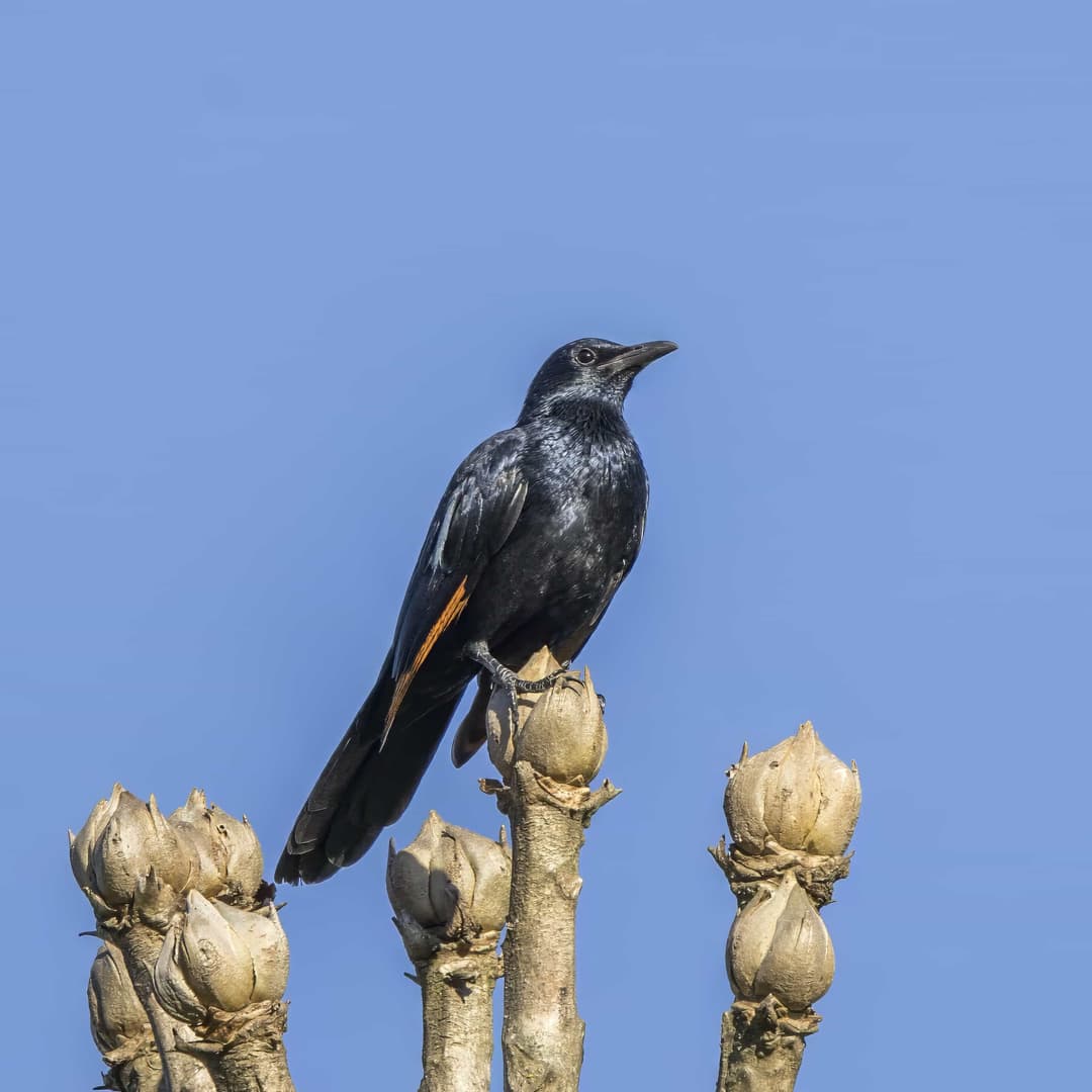 Red-Winged Starling
