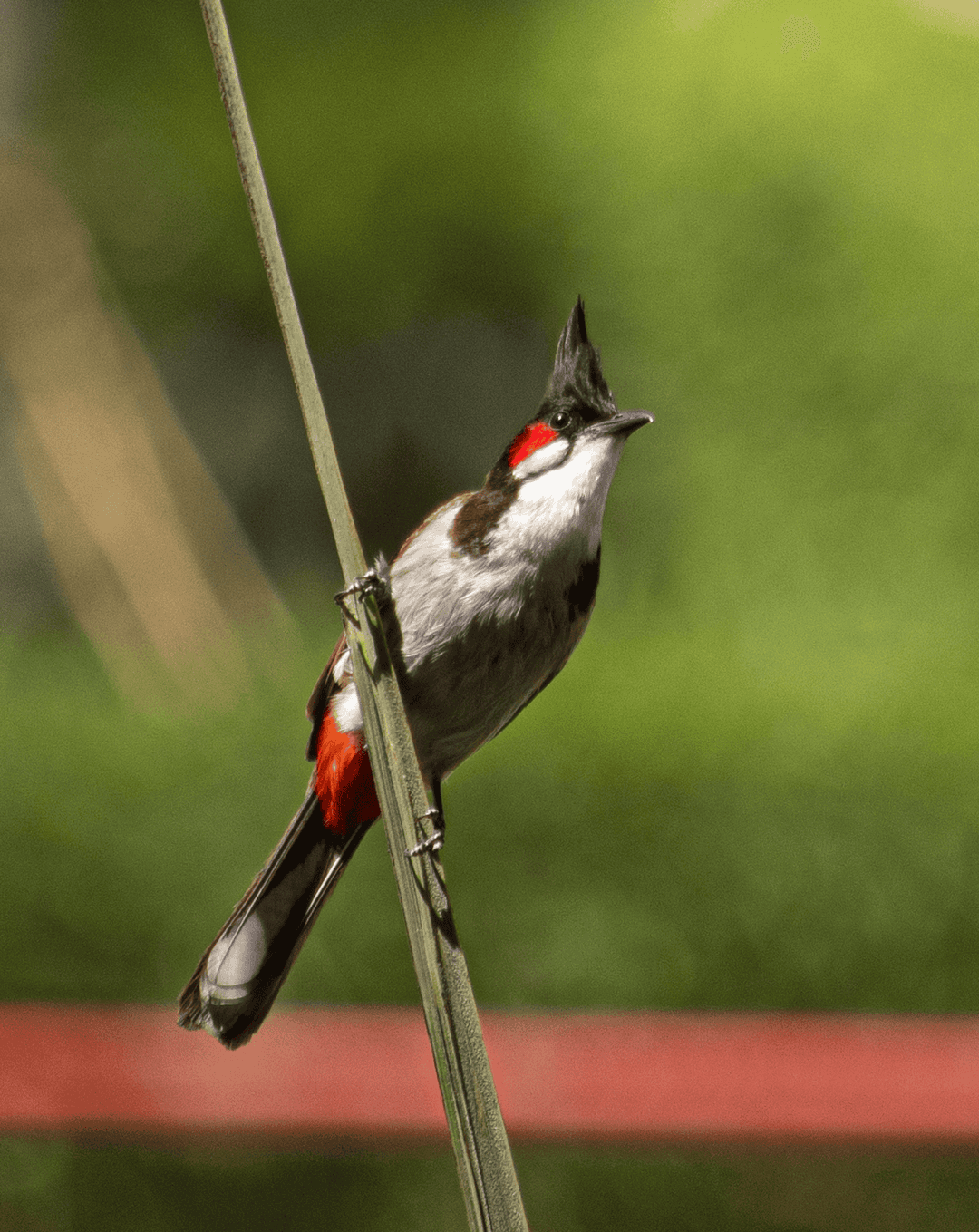 Red-Whiskered Bulbul