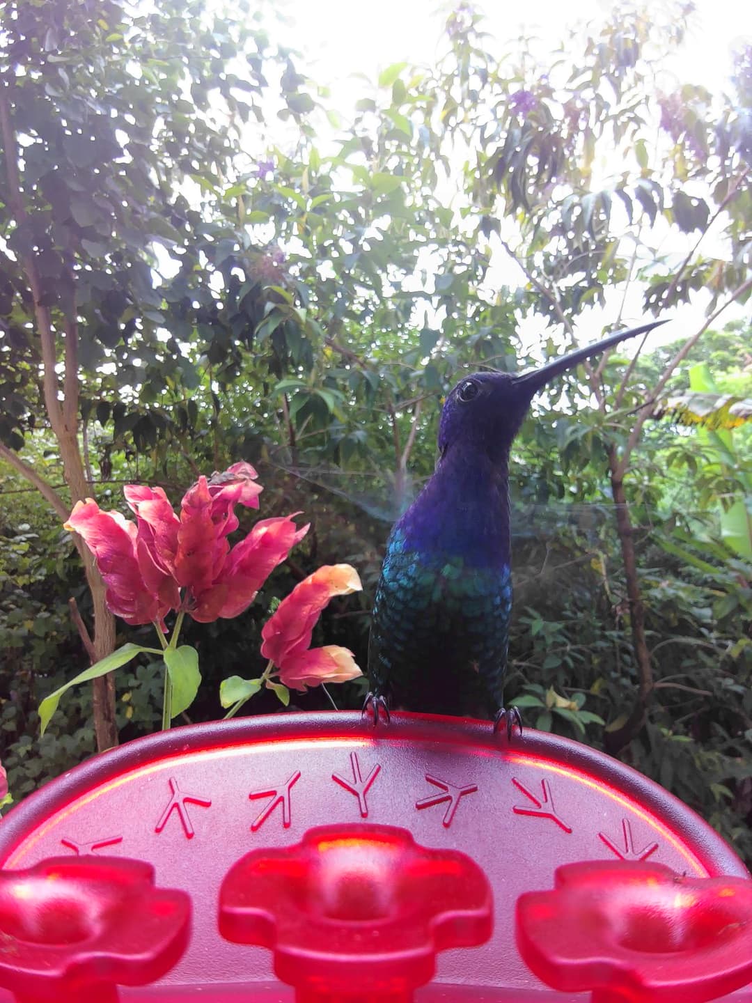 Swallow-tailed Hummingbird