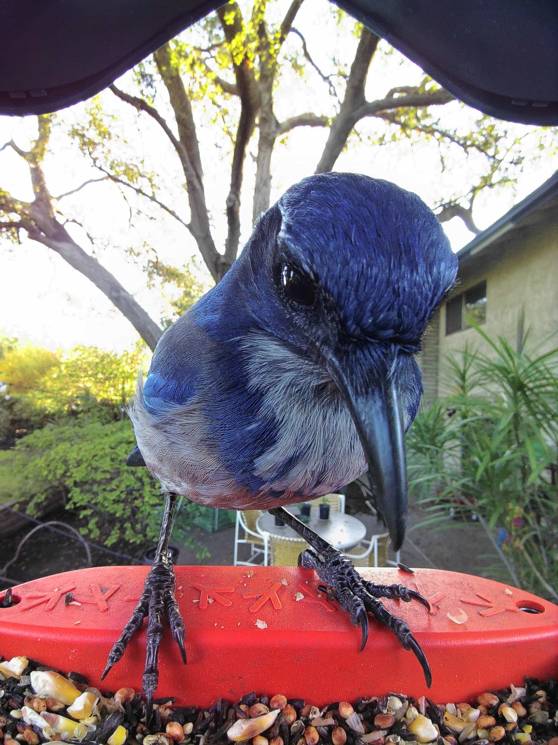 Isla Vista on a feeder