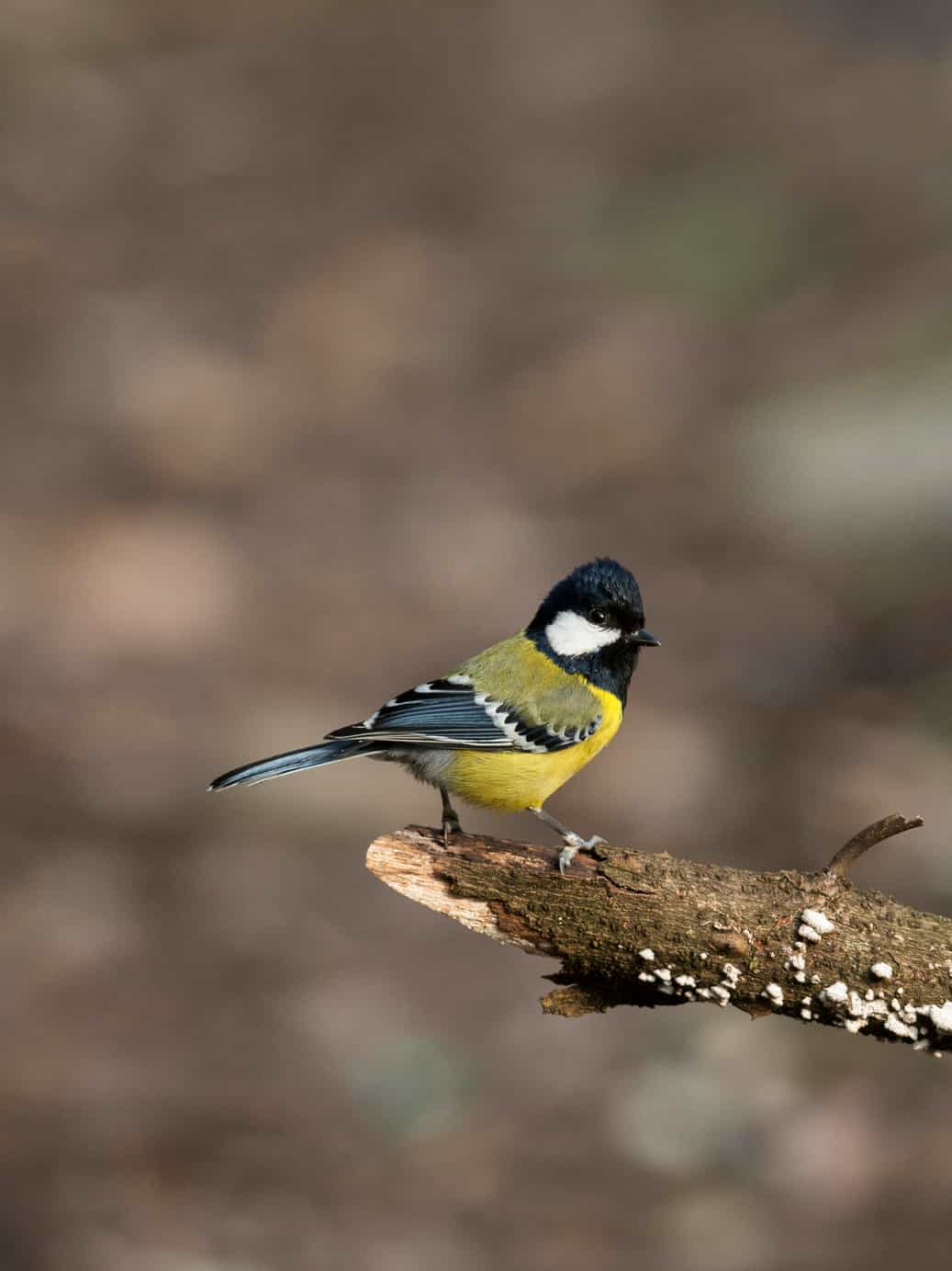 Green-Backed Tit