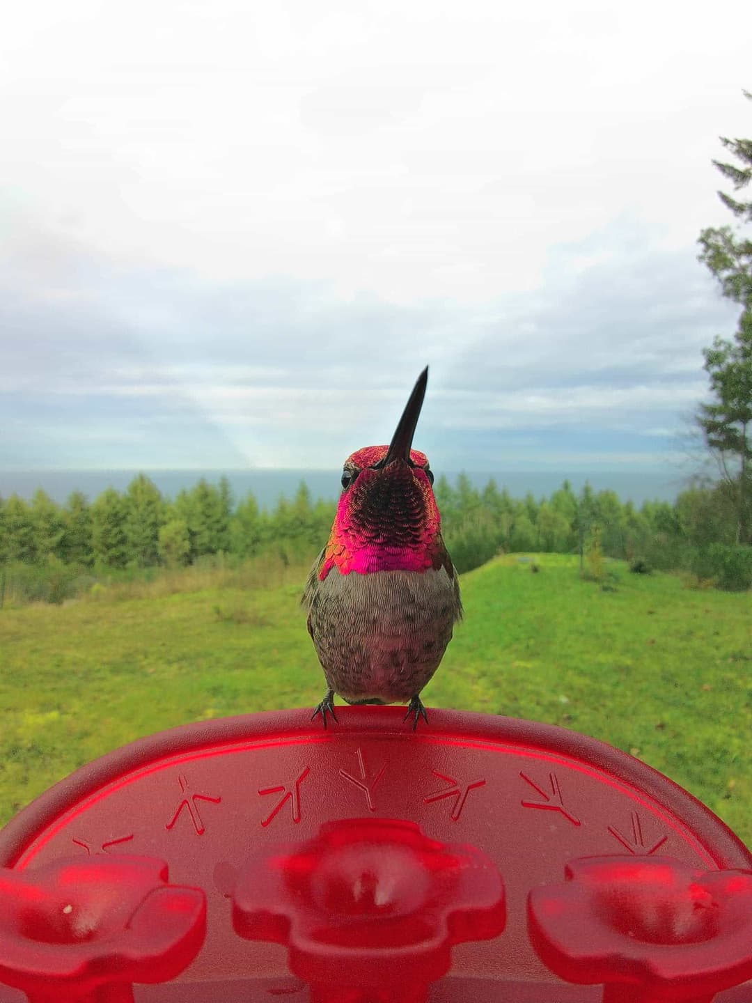 Anna's Hummingbird
