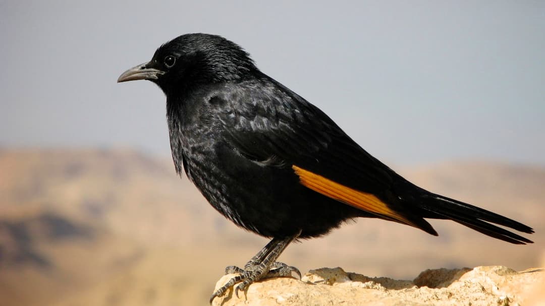 Tristram’s Starling