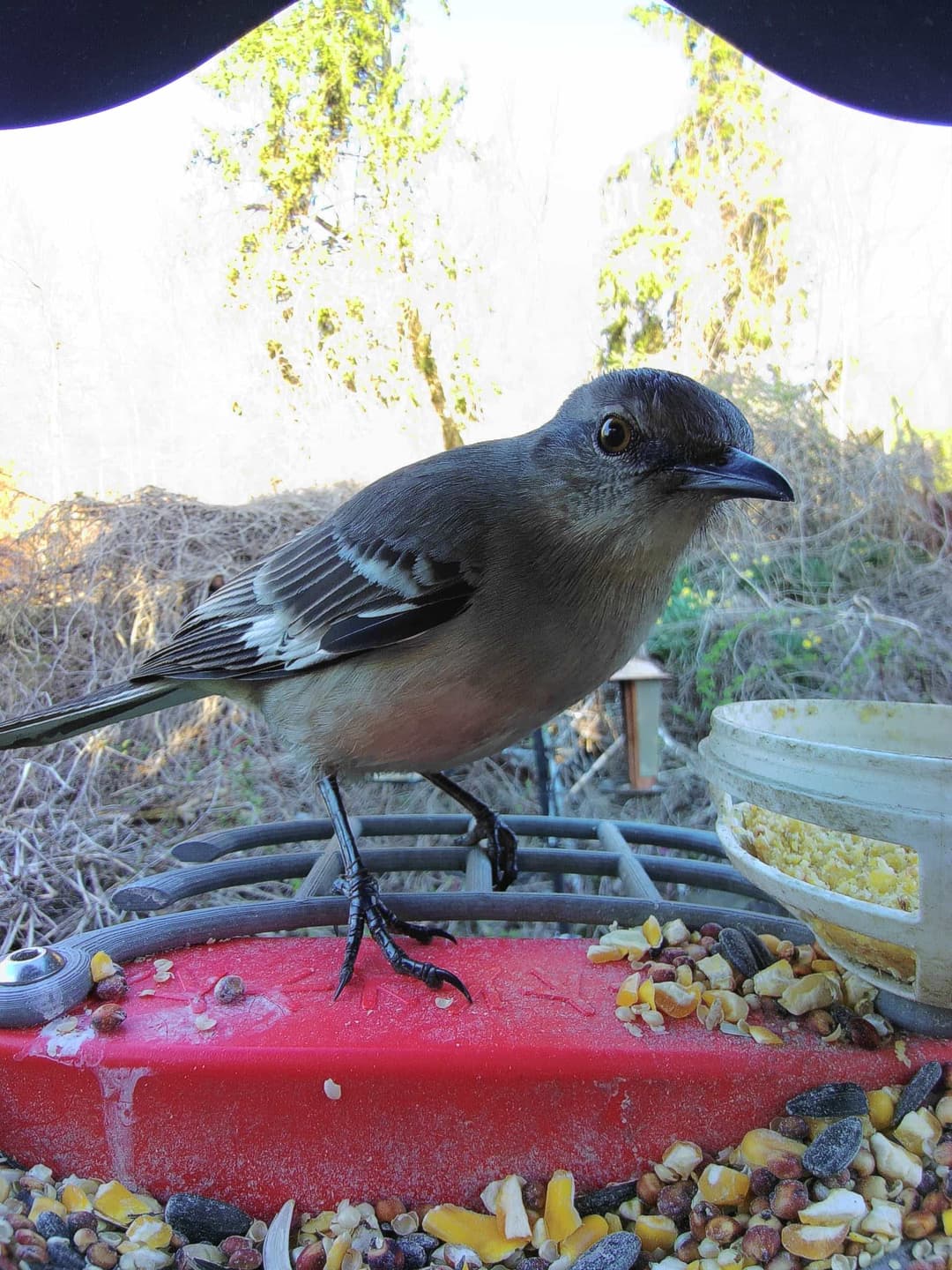 Mockingbird