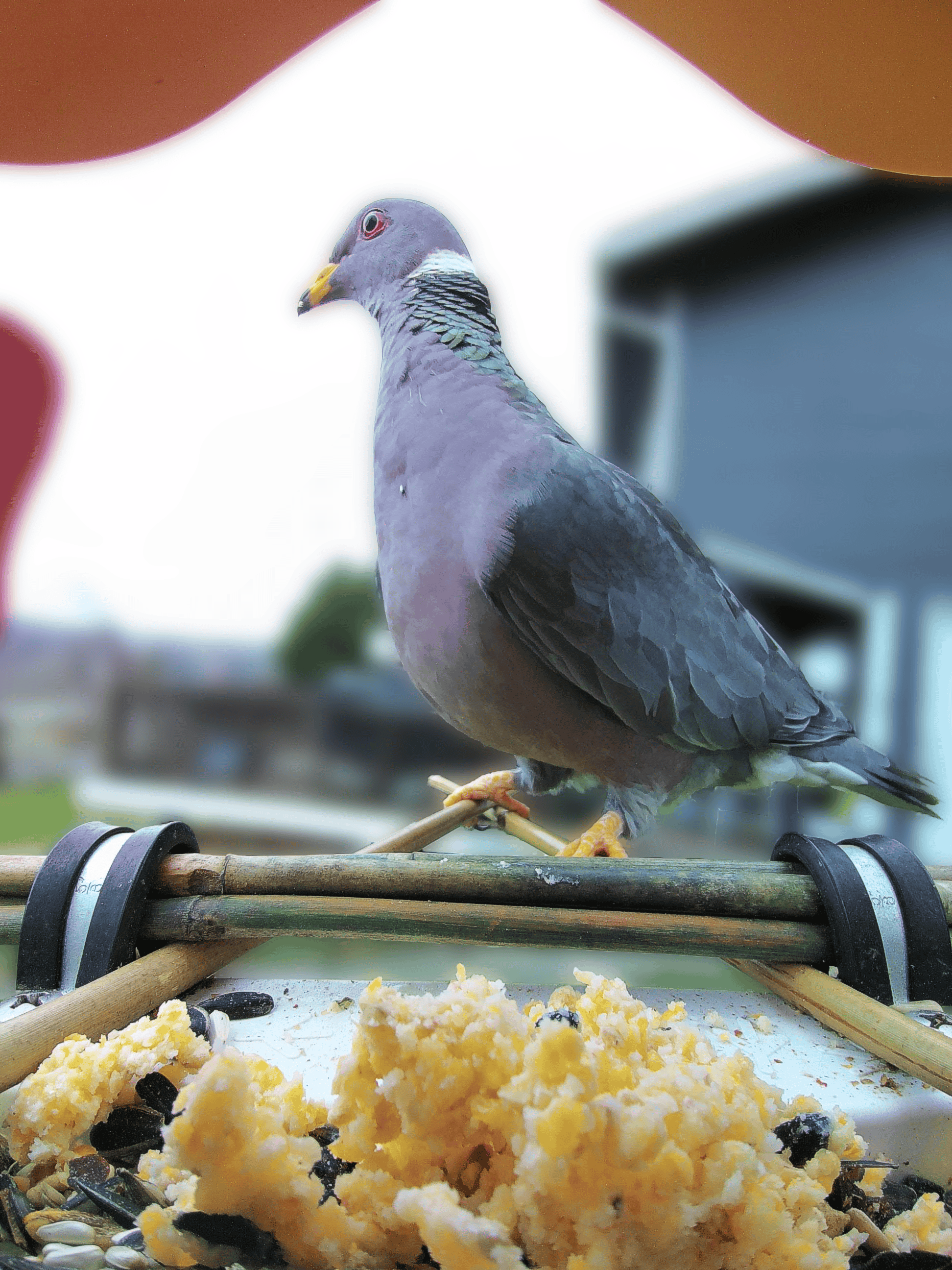 Isla Vista on a feeder