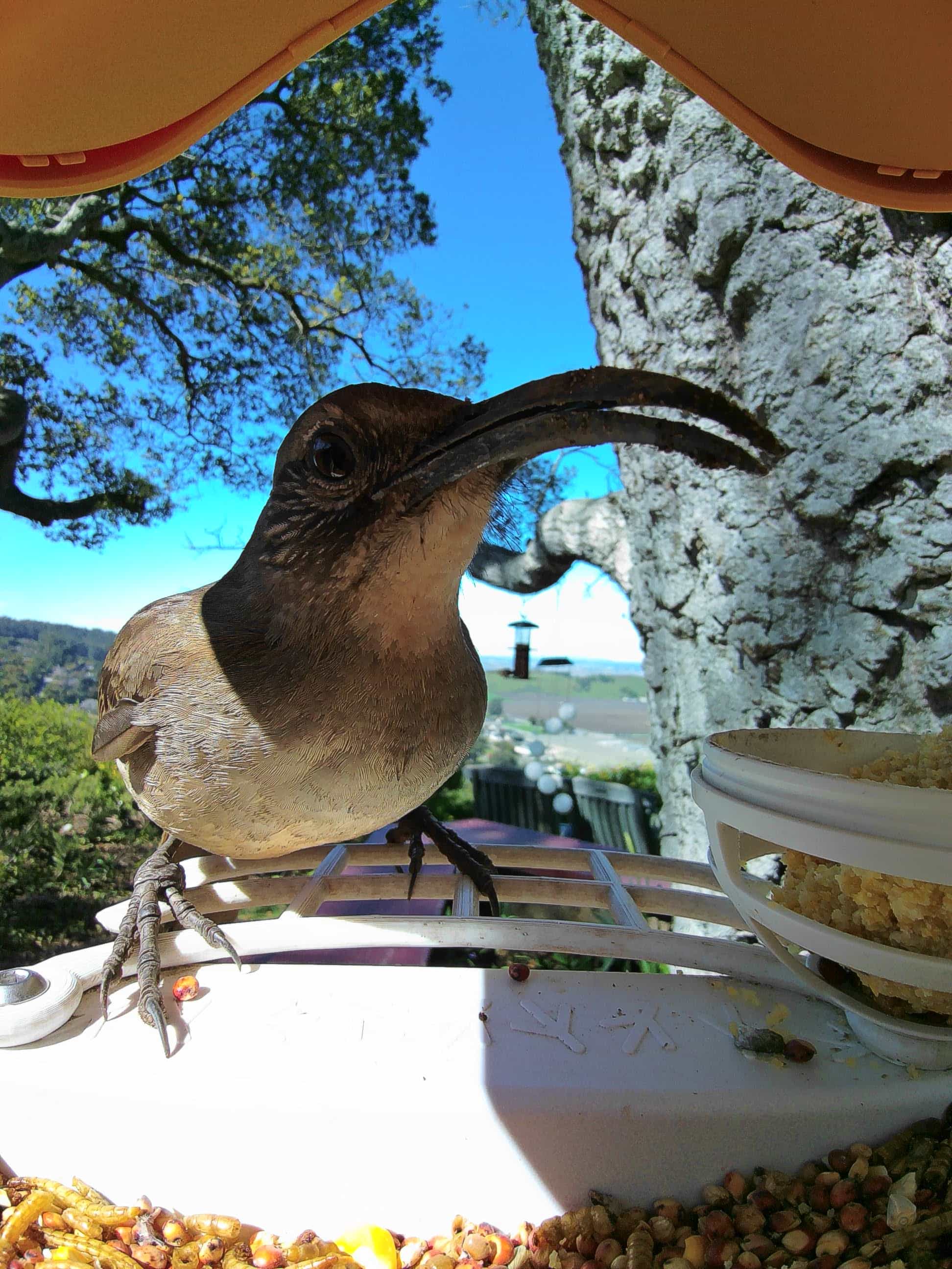 Isla Vista on a feeder