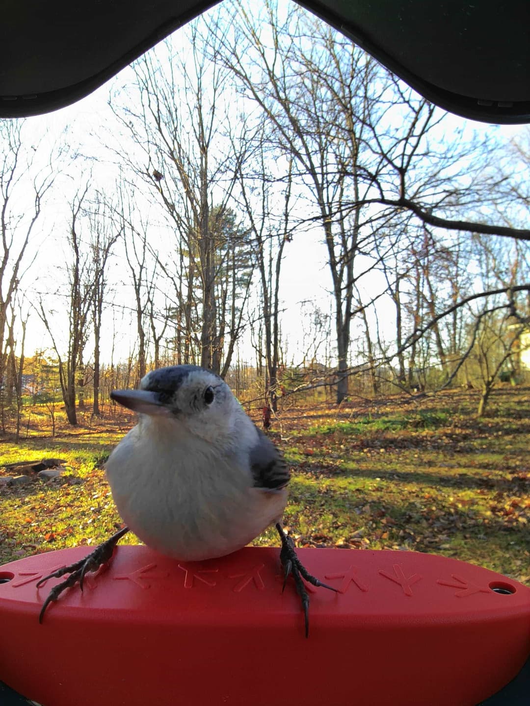 White-Breasted Nuthatch