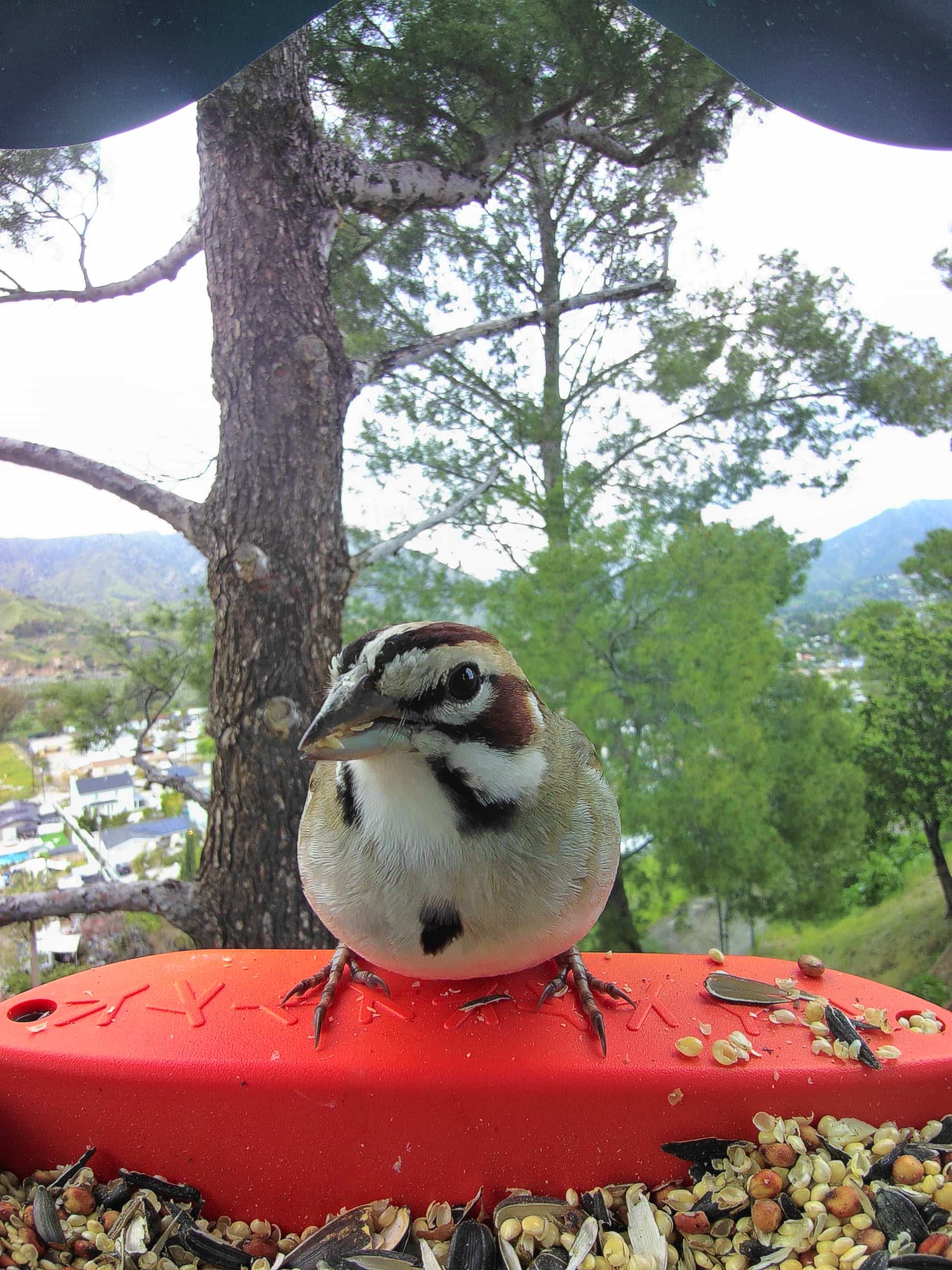 La Crosse on a feeder
