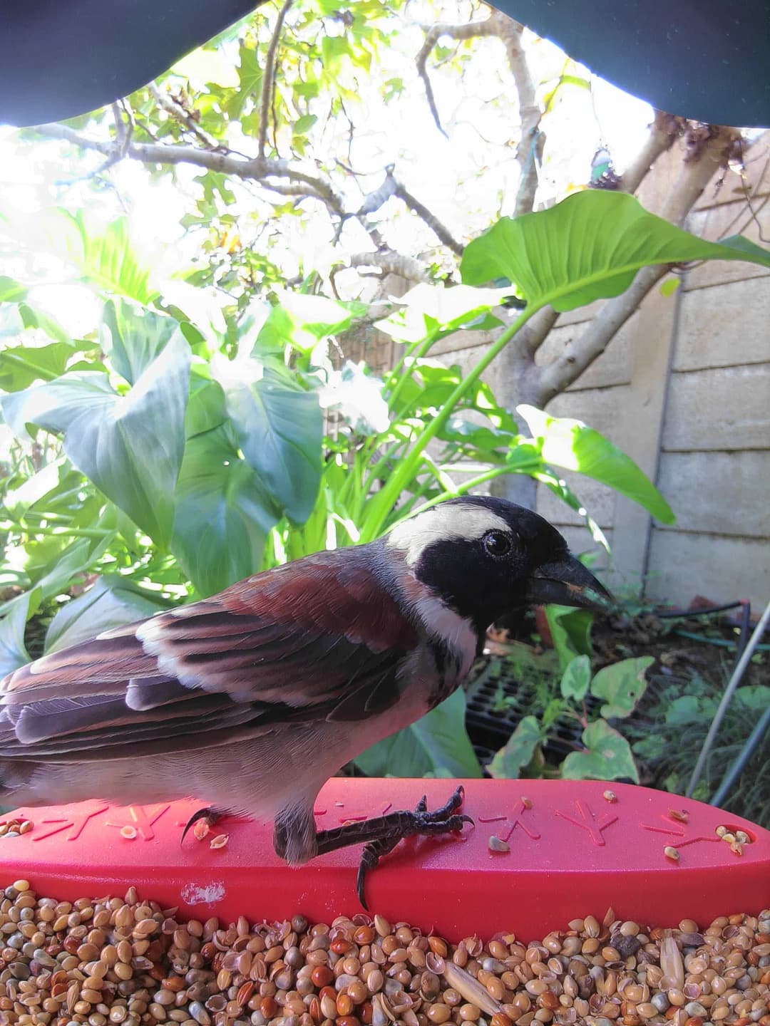 Sparrow