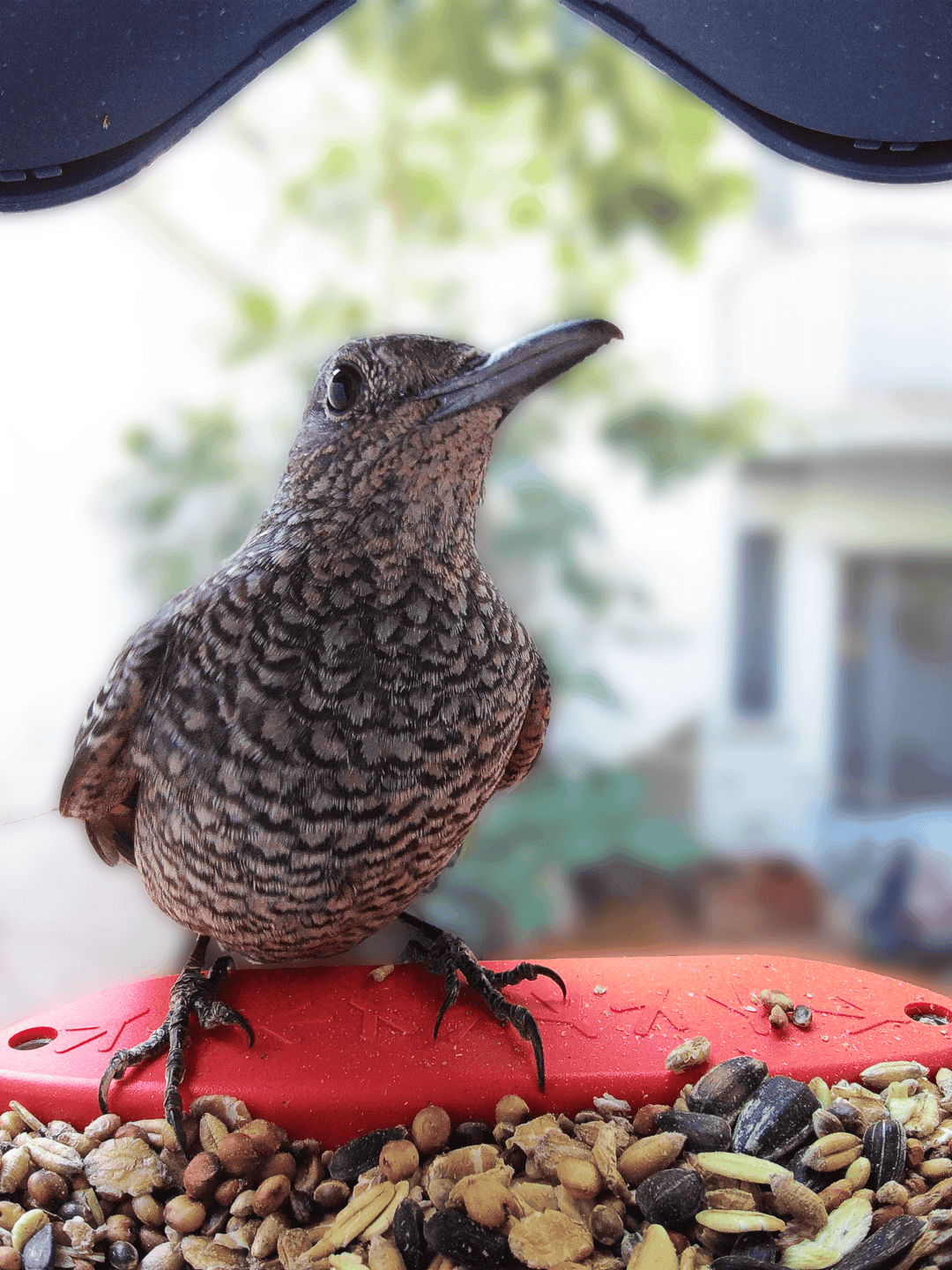 Blue Rock Thrush