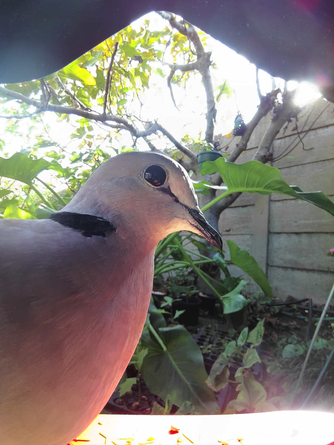 Ring-Necked Dove