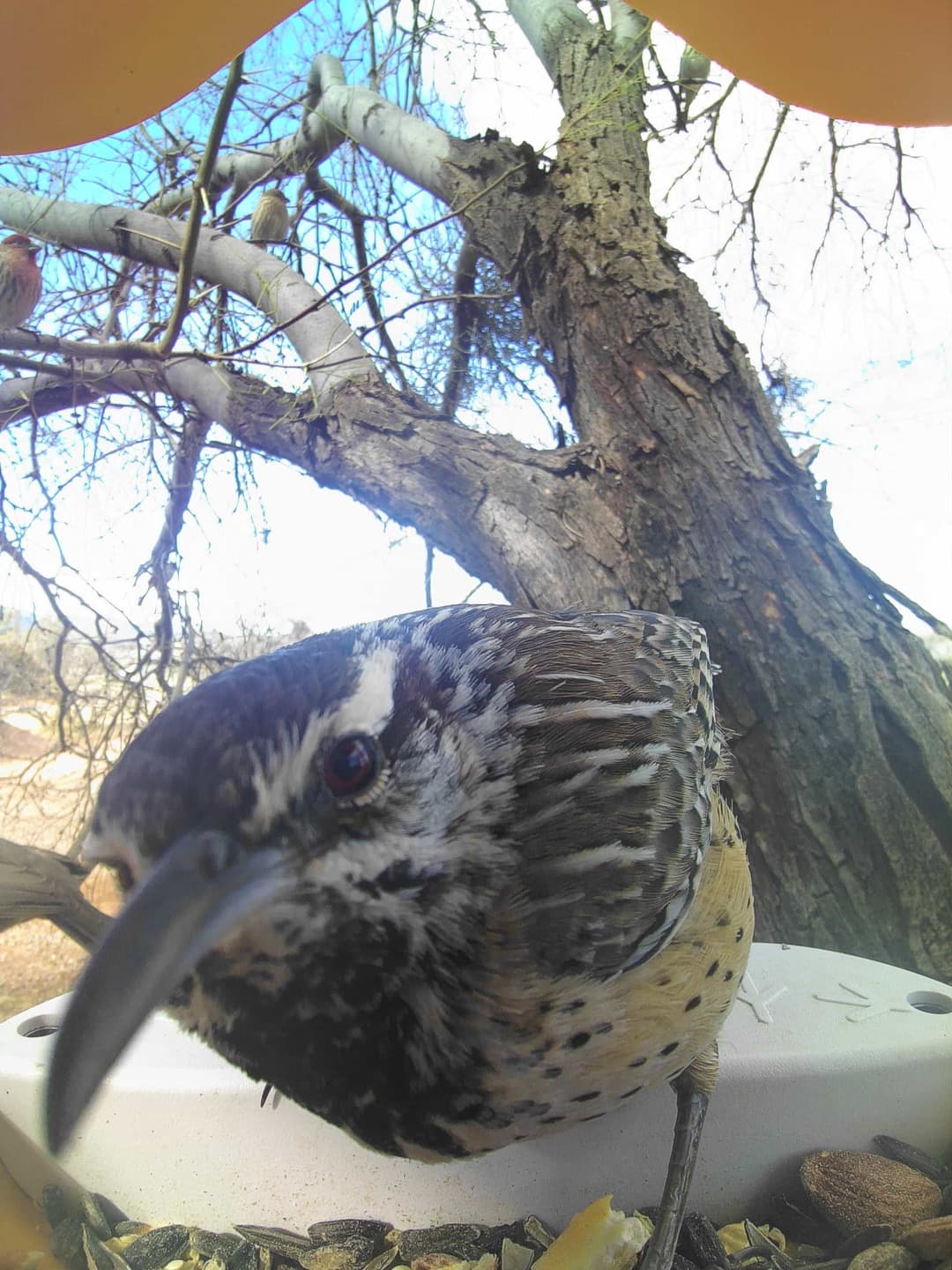 Cactus wren