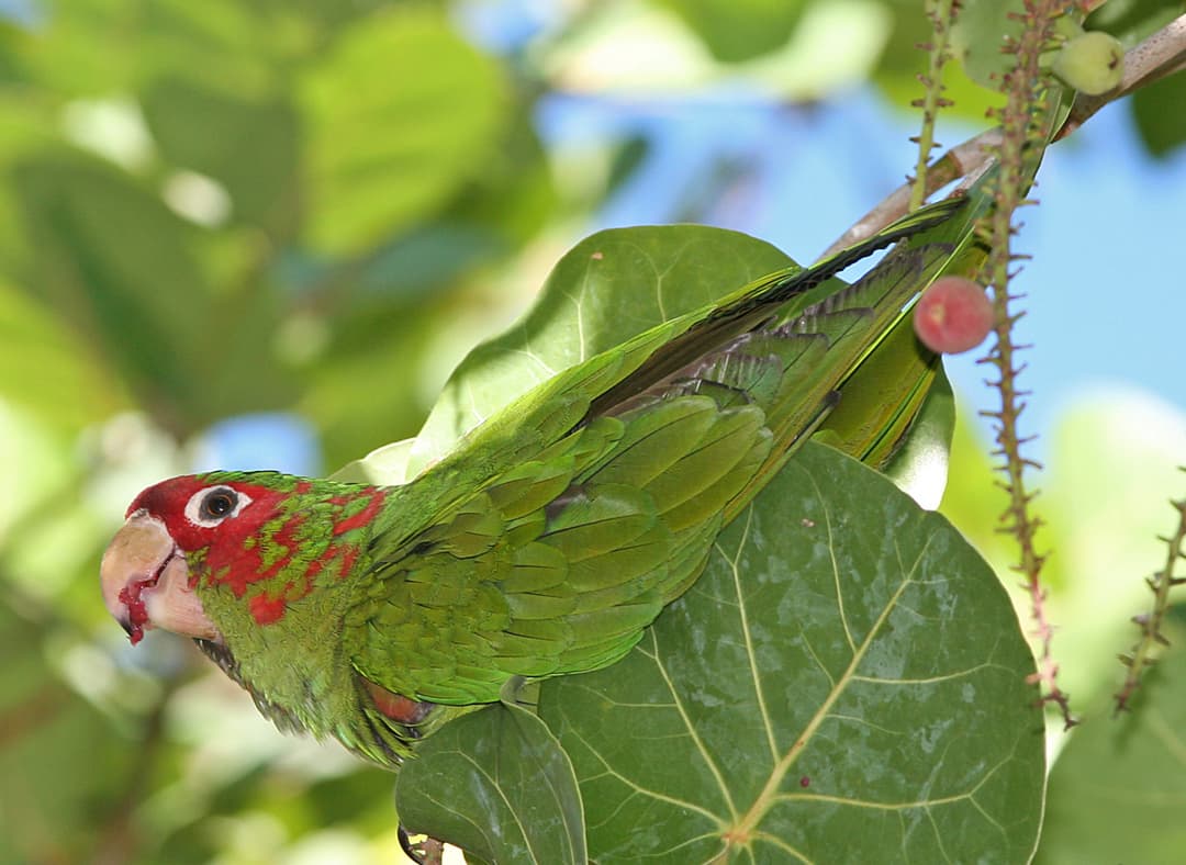Mitred Parakeet