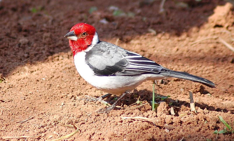 Red-Cowled Cardinal