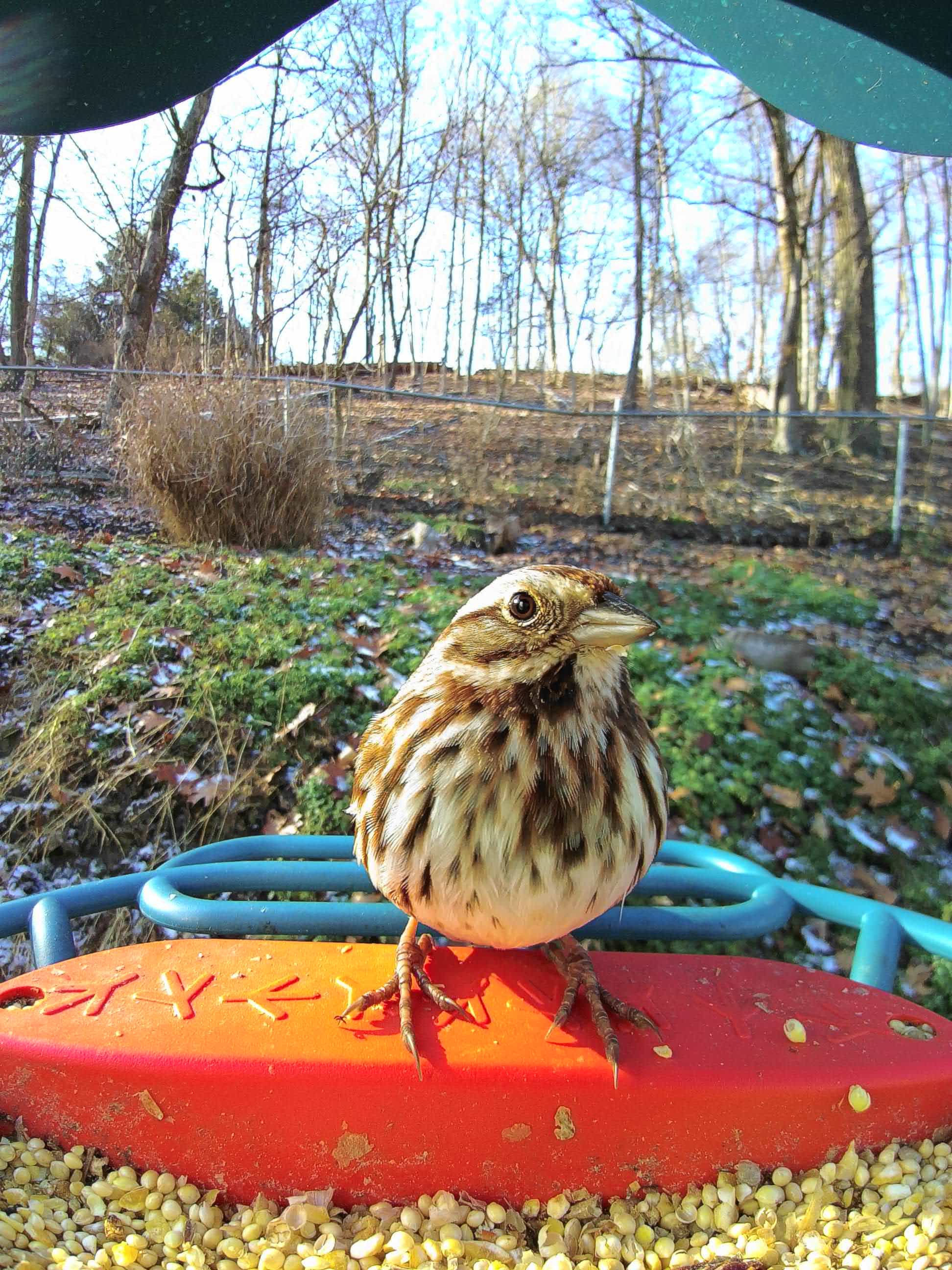 Red Wing on a feeder