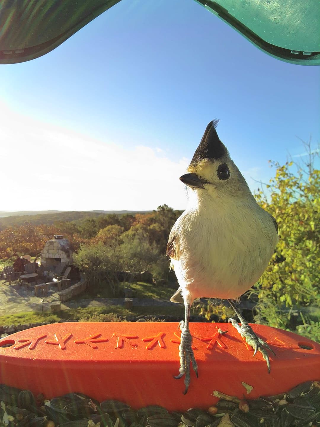 Black-Crested Titmouse