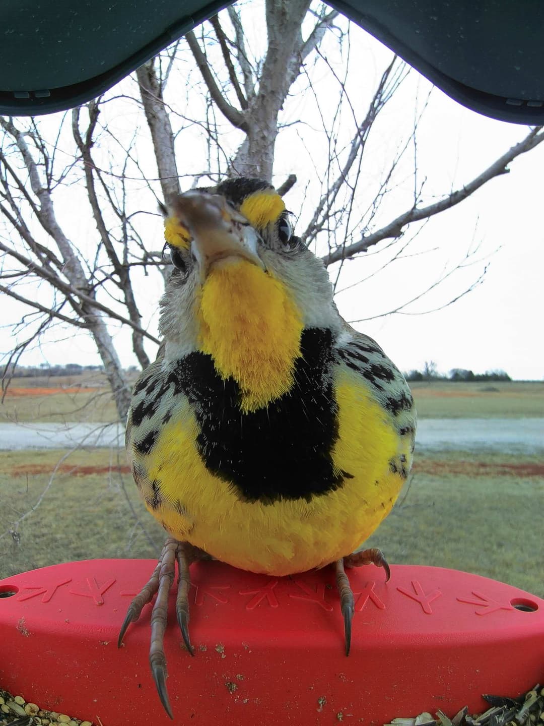 Western meadowlark