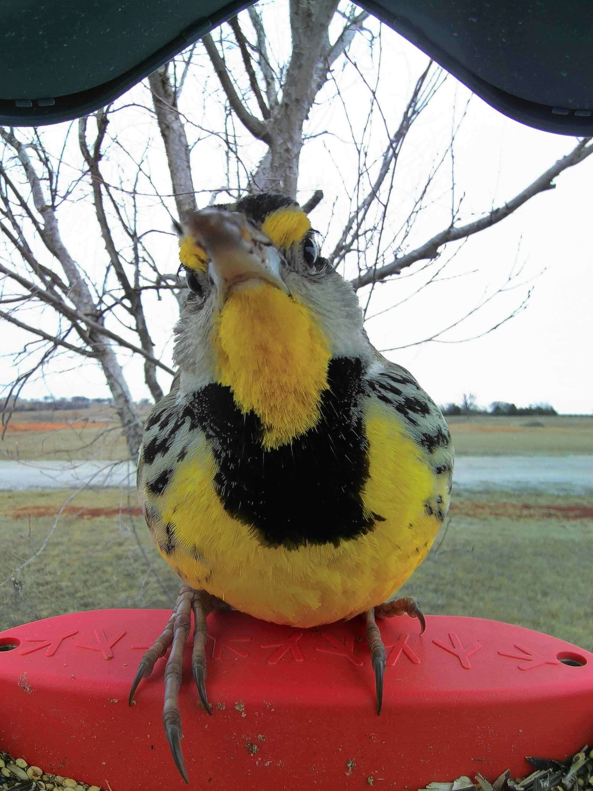 Salem on a feeder