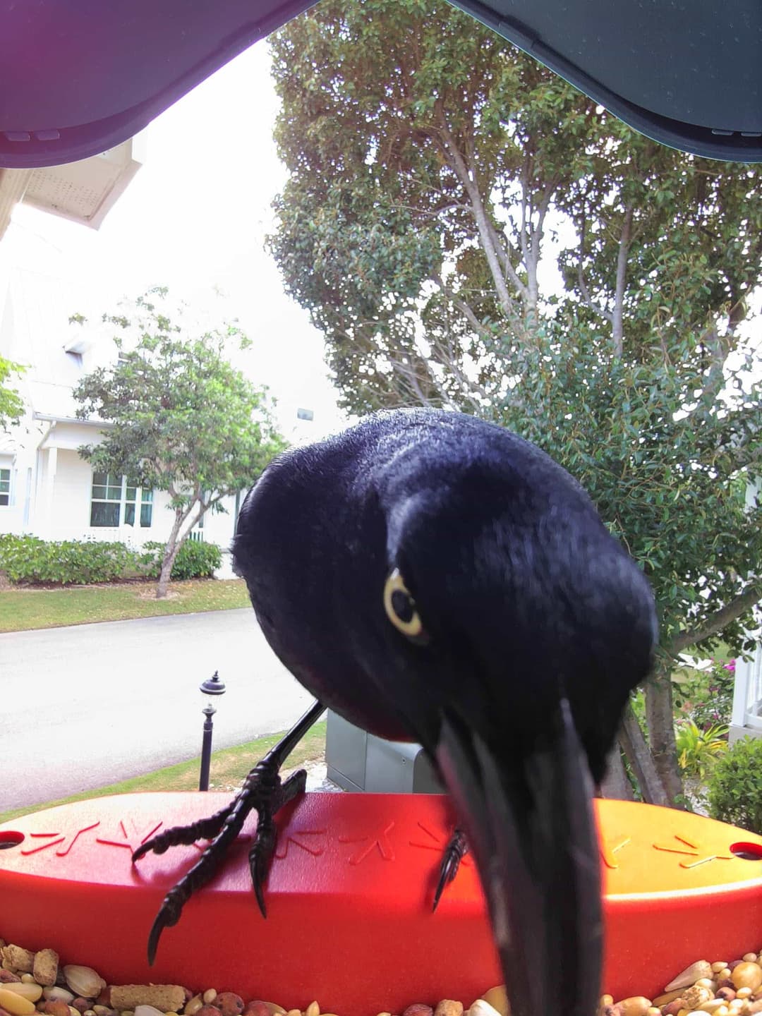 Greater Antillean Grackle
