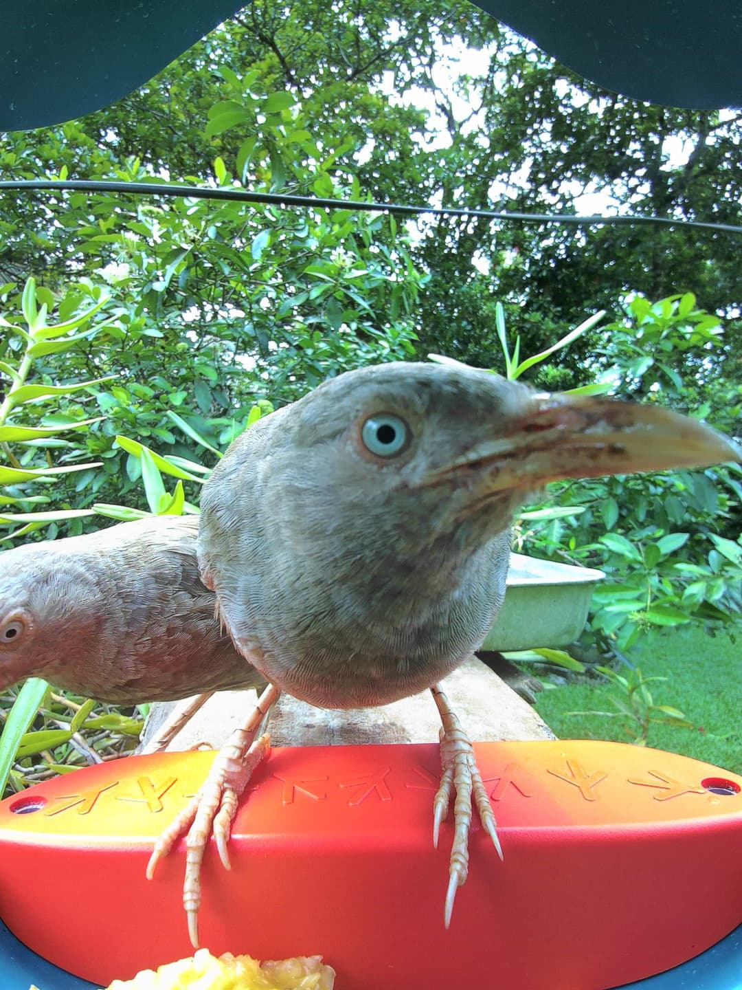 Yellow-Billed Babbler