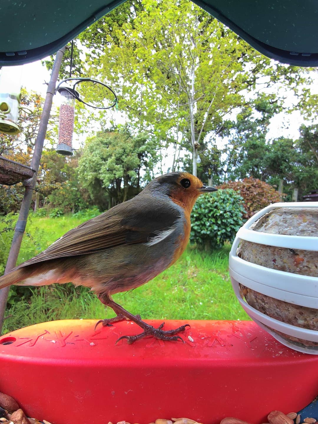 European Robin