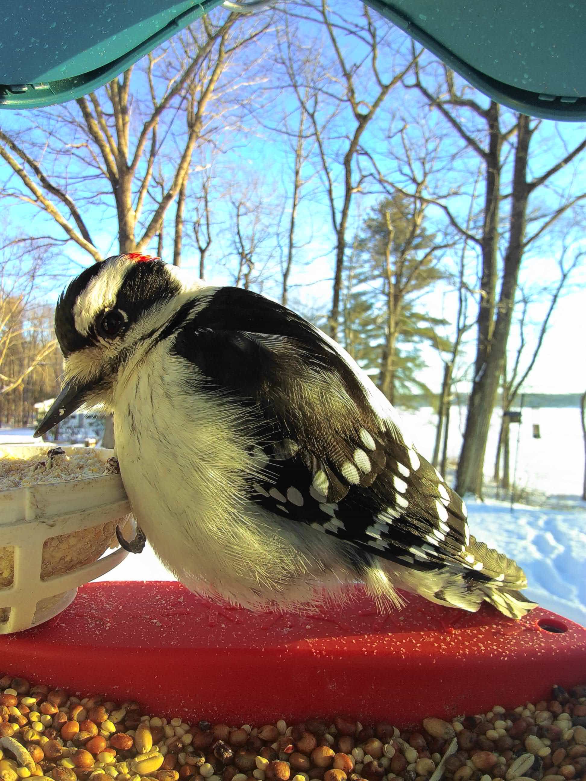Red Wing on a feeder