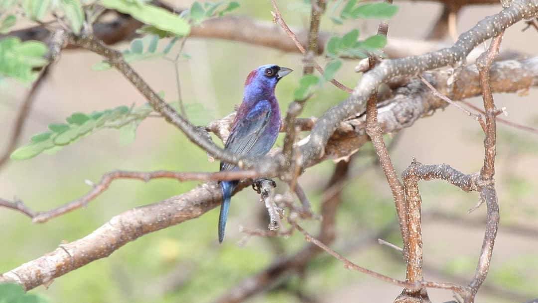 Varied Bunting