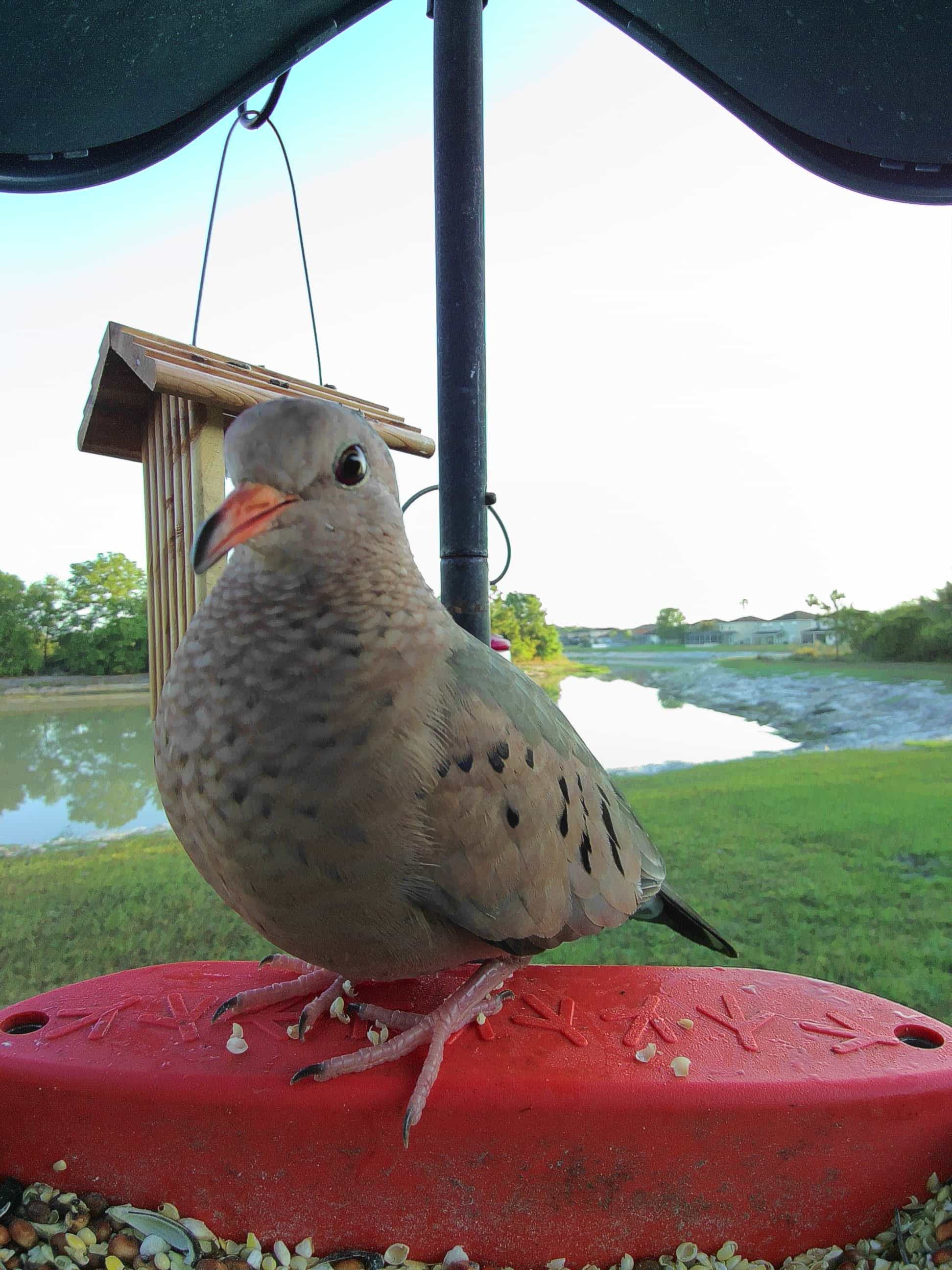 Oviedo on a feeder