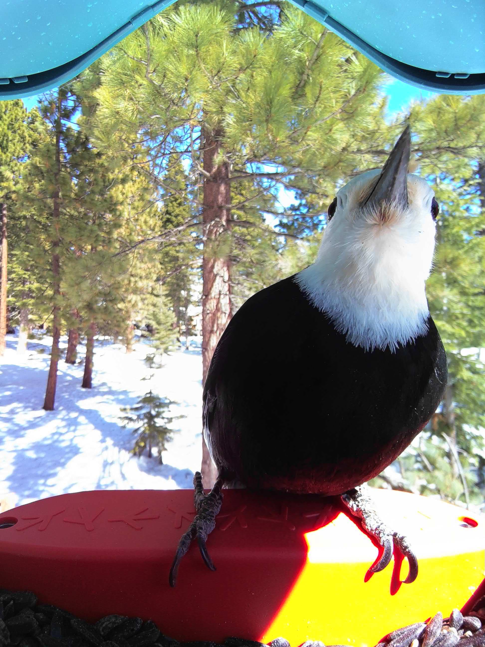 Boise on a feeder